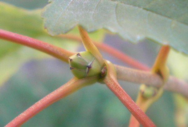 The cycle of annual plants